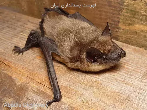 فهرست پستانداران ایران